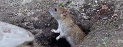 rat out of hole Meme Template