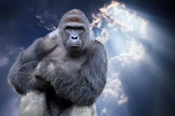harambe heaven Meme Template