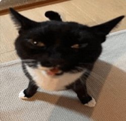 silly cat Meme Template