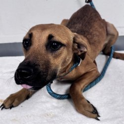 Dog begging Meme Template