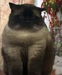 Grumpy Chomk Meme Template