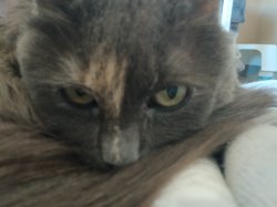 Leave Me ALONE cat Meme Template