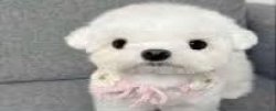 Dog stating Meme Template