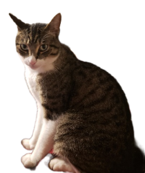 Tf2daftpunkgaming cat Meme Template