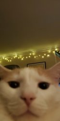 cat phone Meme Template
