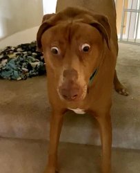 Belle The Very Surprised Dog Meme Template