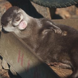 otter laugh Meme Template