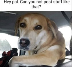hey pal dont post stuff like that Meme Template