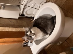 Cat by night, kitten bidet Meme Template