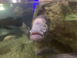 Fish stare Meme Template