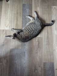 cat laying down Meme Template