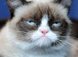 Grumpy cat Meme Template
