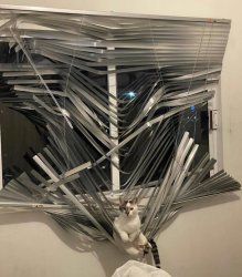 cat window blinds Meme Template