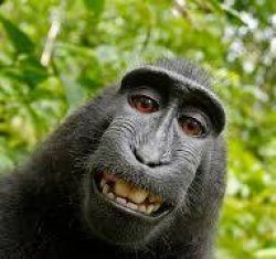POV Monkey Meme Template