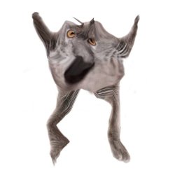 Neoberezhnometano Meme Template