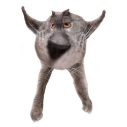 Neoberezhnometano Meme Template