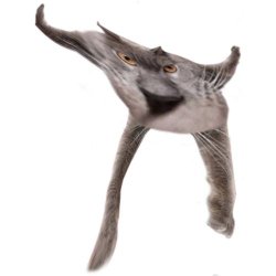 Neoberezhnometano Meme Template