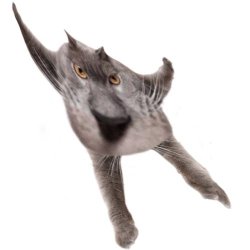 Neoberezhnometano Meme Template