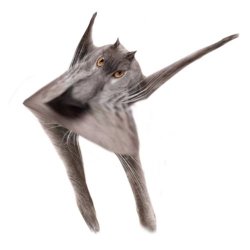Neoberezhnometano Meme Template