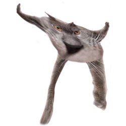 Neoberezhnometano Meme Template