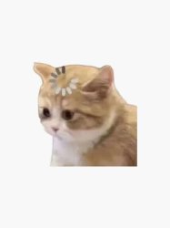 Confused kitty cat Meme Template