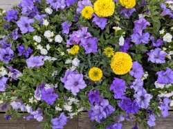 Flowers Meme Template