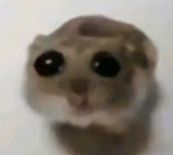 Sad hamster Meme Template