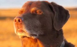 dog closing his eyes meme Meme Template