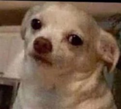 Dog Why Meme Template