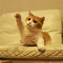 Cat raising hand Meme Template