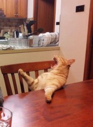 Cat yelling Meme Template