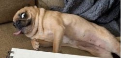 Ugly dog Meme Template