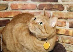 freedom cat Meme Template