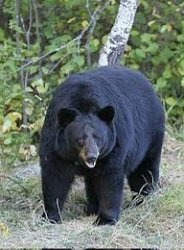 Black Bear Meme Template