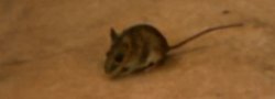 Idiot mouse Meme Template