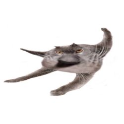 Neoberezhnometano Meme Template