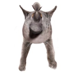 Neoberezhnometano Meme Template