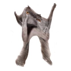 Neoberezhnometano Meme Template