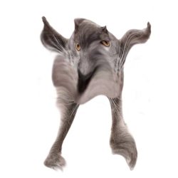 Neoberezhnometano Meme Template