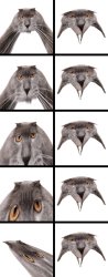 Neoberezhnometano Meme Template