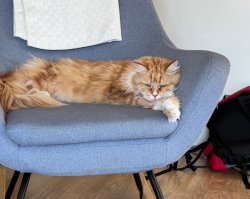 D cat Meme Template