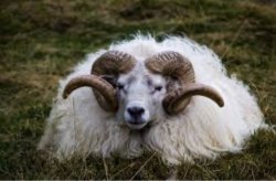 Sheep Meme Template