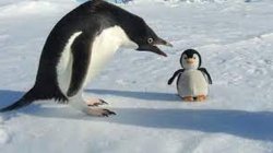 Penguin plush Meme Template