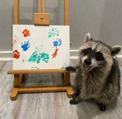 Raccoon explanation Meme Template
