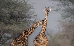 Giraffe Lean On Meme Template