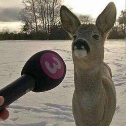 deer getting interviewed Meme Template