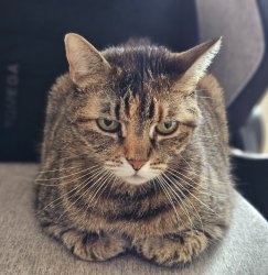 killer cat Meme Template