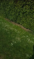 Go outside To Touch Grass Meme Template