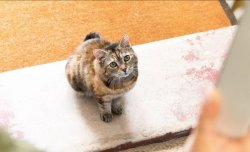 cat on doorstep Meme Template