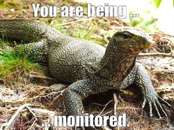Monitor Meme Template
